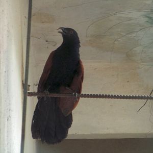 Greater coucal