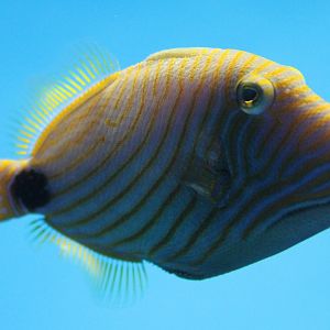 Balistapus undulatus