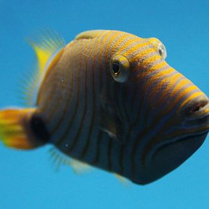 Balistapus undulatus