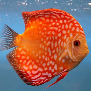 Discus