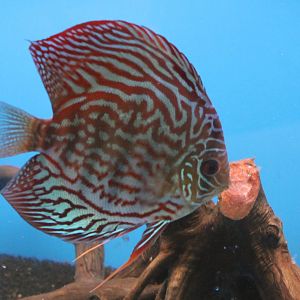 Discus