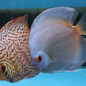 Discus
