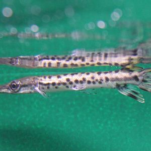 Atractosteus spatula - Very young