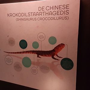 Sign Chinese crocodile-lizard