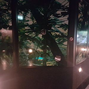 Enclosure Spotted cuscus