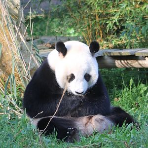Giant panda