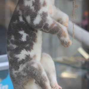 Spotted cuscus -stuffed specimen