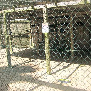 Vinderup Anlæg - Peafowl aviary