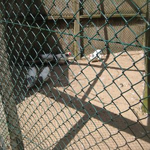 Vinderup Anlæg - Chicken aviary #4