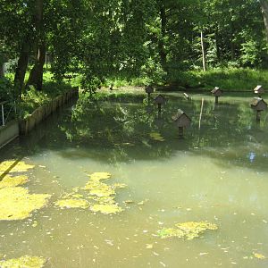 Vinderup Anlæg - Duck pond