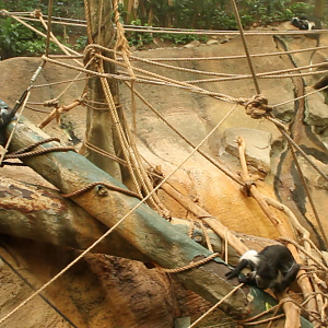 Aug. 2017 - Tropical Forest - Angolan Colobus Exhibit