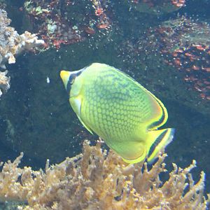Lacticed butterflyfish - Chaetodon rafflesii