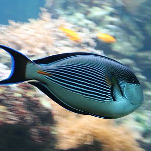 Acanthurus sohal - Sohal surgeonfish