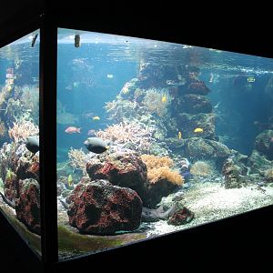 Coralfish-aquarium