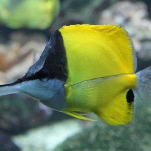 Forcipiger flavissimus - Yellow long-nosed butterflyfish