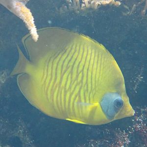 Chaetodon semilarvatus - Blue-cheeked butterflyfish