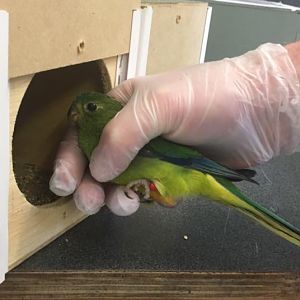 Orange-bellied Parrot