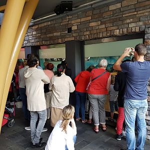 Viewing-window one of the Panda-indoor enclosures