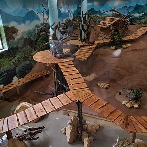 Panda-indoor-enclosure