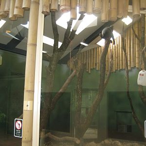 Givskud Zoo - Macaque indoor exhibit (male)