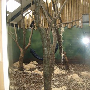 Givskud Zoo - Macaque indoor exhibit (females)