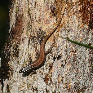 Common Tree Skink