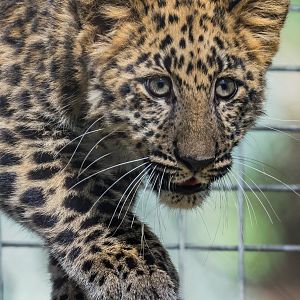 4 month old Amur Leopard