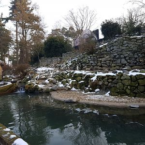 Humboldt penguin-enclosure