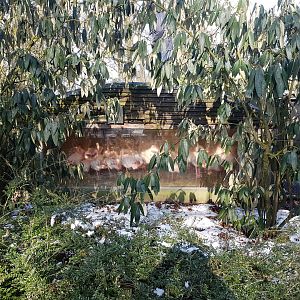 Flamingo-indoor enclosure