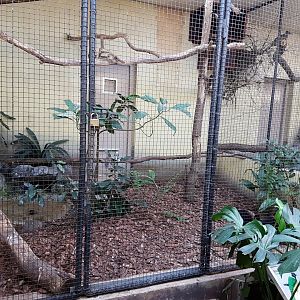 Indoor-aviary - Grey-winged trumpeter