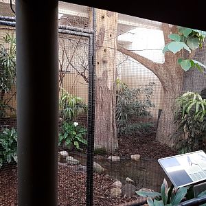 Indoor-aviary Birdhouse - Fruit-dove and Siccor-billed starling