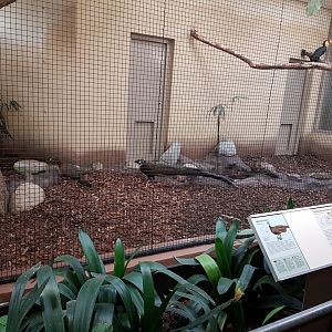 Indoor-aviary Birdhouse - Argus pheasant and Wrinkled hornbill