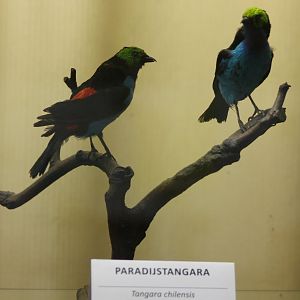 Bird-museum - Paradise Tanagers