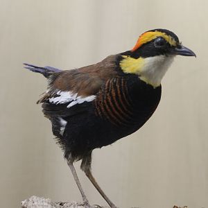 Bird-museum - Blue-tailed pitta