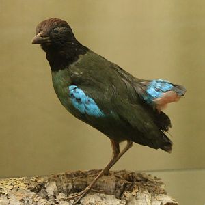 Bird-museum- Hooded pitta