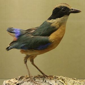 Bird-museum - Blue-winged pitta