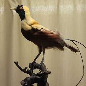 Birdmuseum - Red bird-of-paradise