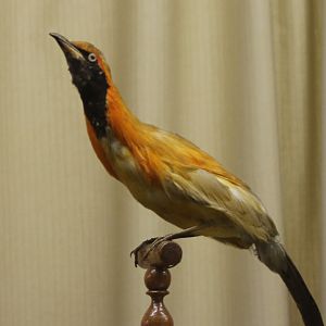 Birdmuseum - Flame bowerbird