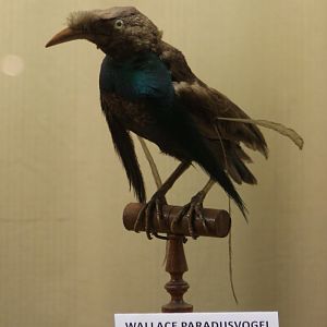 Bird-museum - Wallace bird of paradise