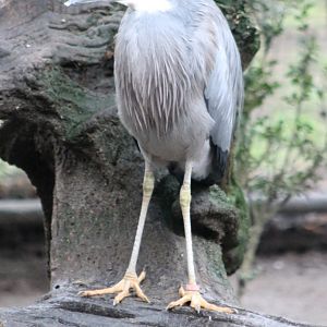 White-faced heron