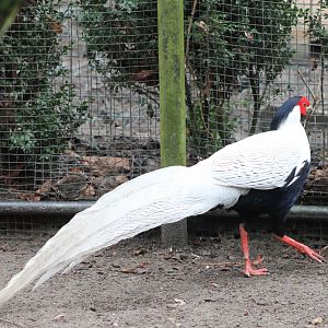 Silver pheasant
