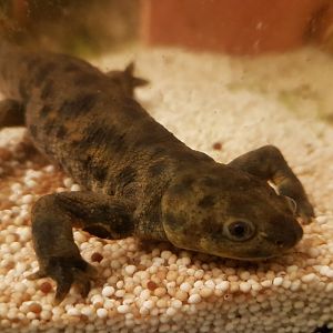 Algerian Ribbed Newt