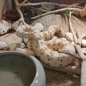 White South Western Speckled Rattlesnake