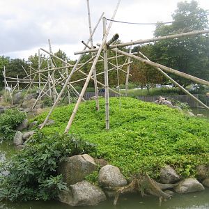 Givskud Zoo - Spider monkey exhibit