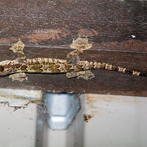 Horsefield's Flying Gecko