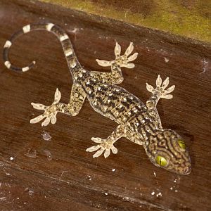 Smith's Giant Gecko, juvenile