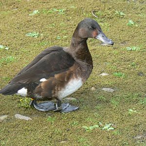 Baer's Pochard - 14 October 2017
