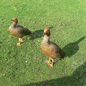 Ruddy-headed Goose - 14 October 2017