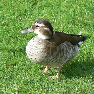 Ringed Teal - 14 October 2017