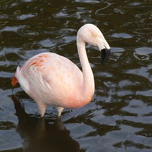 Chilean Flamingo - 14 October 2017